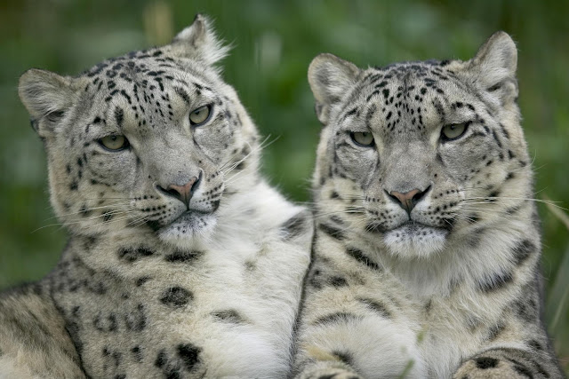 shrinkit snow leopard