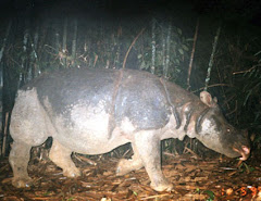 Help Save The Vietnamese Rhinoceros