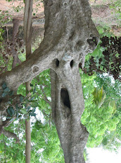 A tree looks like human skeleton