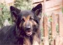 dog barking