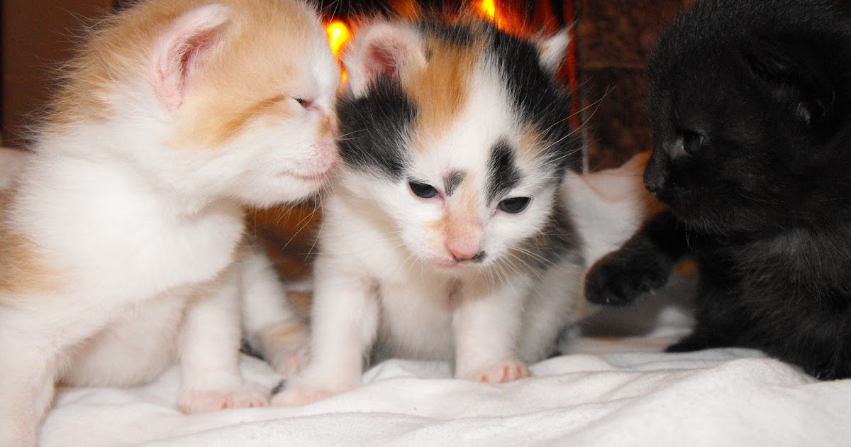 Eliza Lodge &amp; Italian Corner Restaurant: Valentines Day Special Hotels