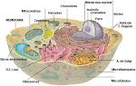 Célula animal y sus organelos