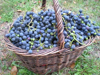 العنب وفوائده... Panier+raisin