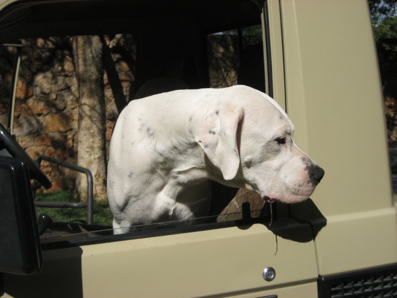 dogo argentino hunting boar. Posted by Dogo Argentino SA