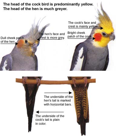 cockatiel species