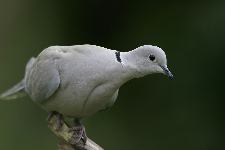 Redbridge Birdwatching / London Birdwatching COLLARED DOVE