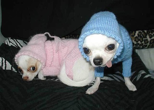 two chihuahuas