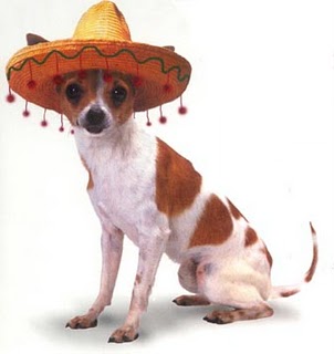 chihuahua in sombrero