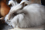 Lavender Angora Bunny ~ 'Laddy'