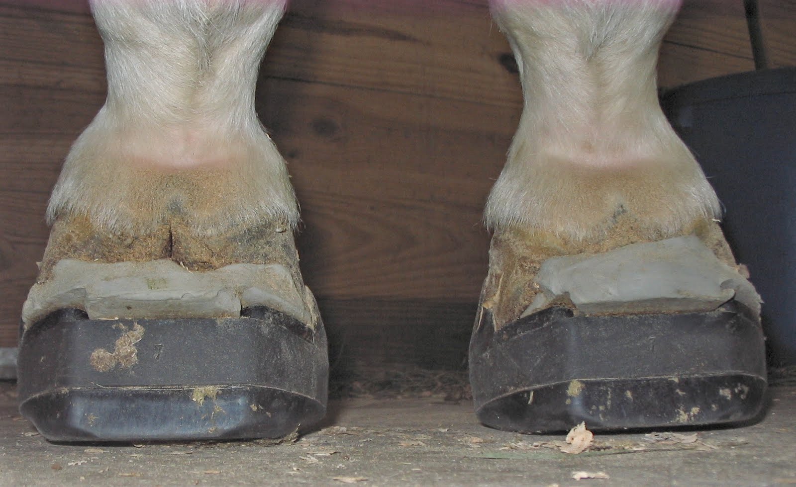 Founder Info for Horse Owners! Leo's Laminitis, Foot Photos
