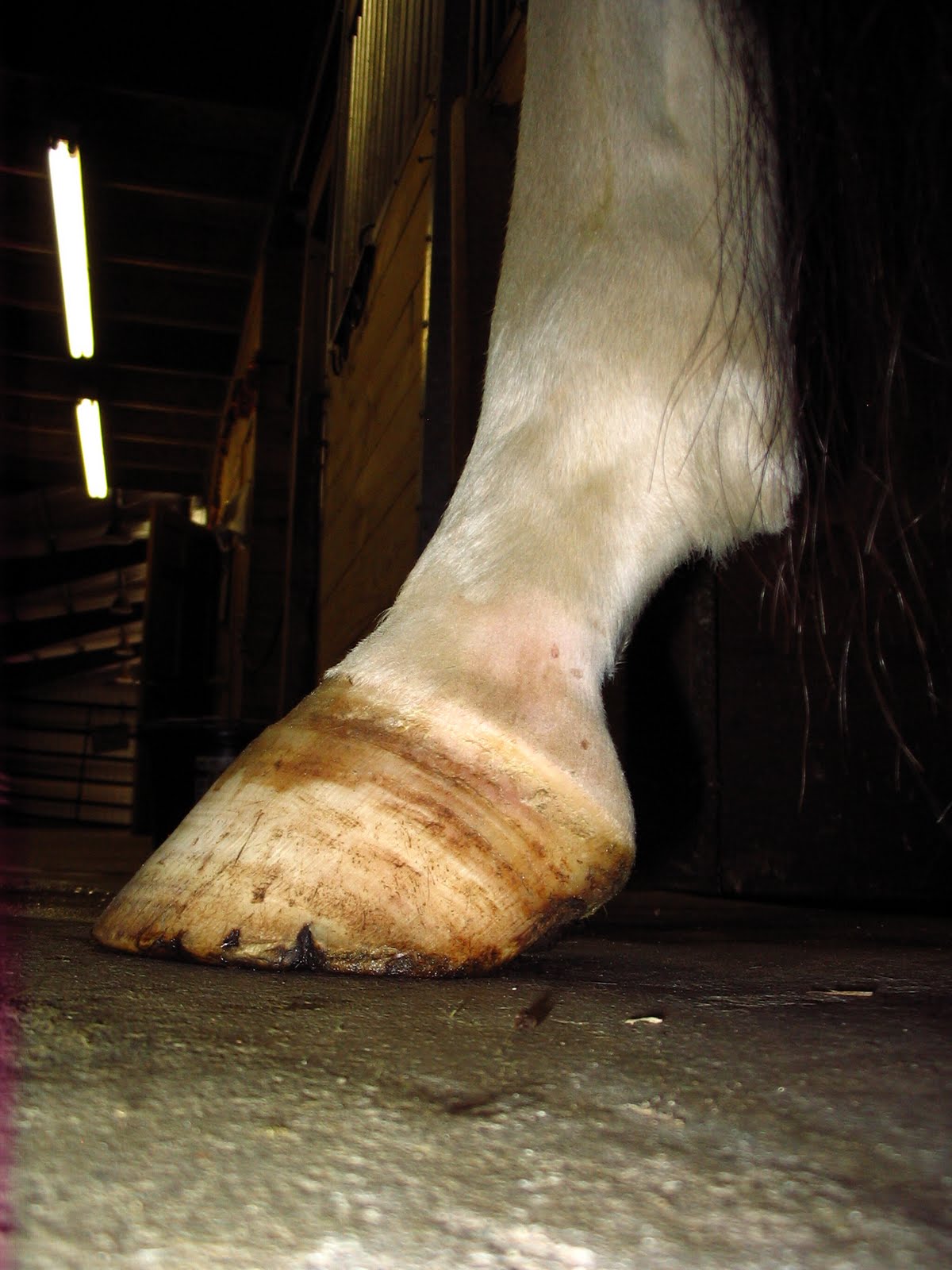 Founder Info for Horse Owners! Leo's Laminitis, Foot Photos