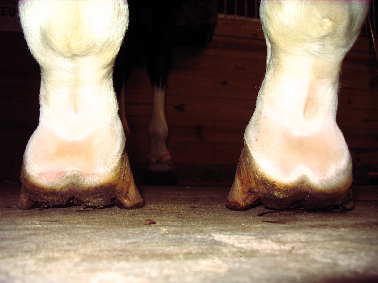 Founder Info for Horse Owners! Leo's Laminitis, Foot Photos