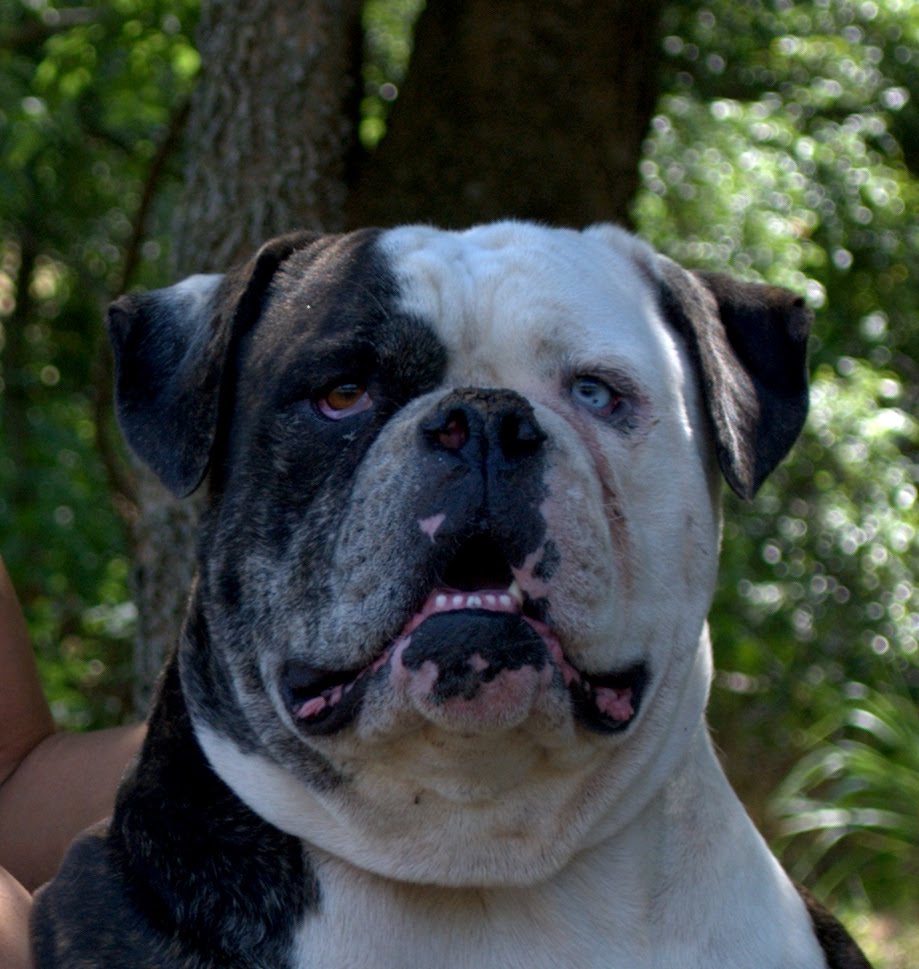 Americas Cutest Bulldog Puppies Are Waiting For You Dont Miss Out - vo1aqkm
