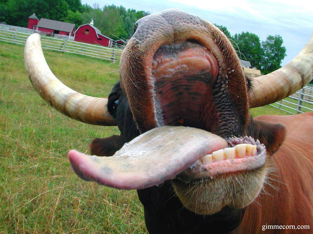 All+Out+Cow+Lick.jpg