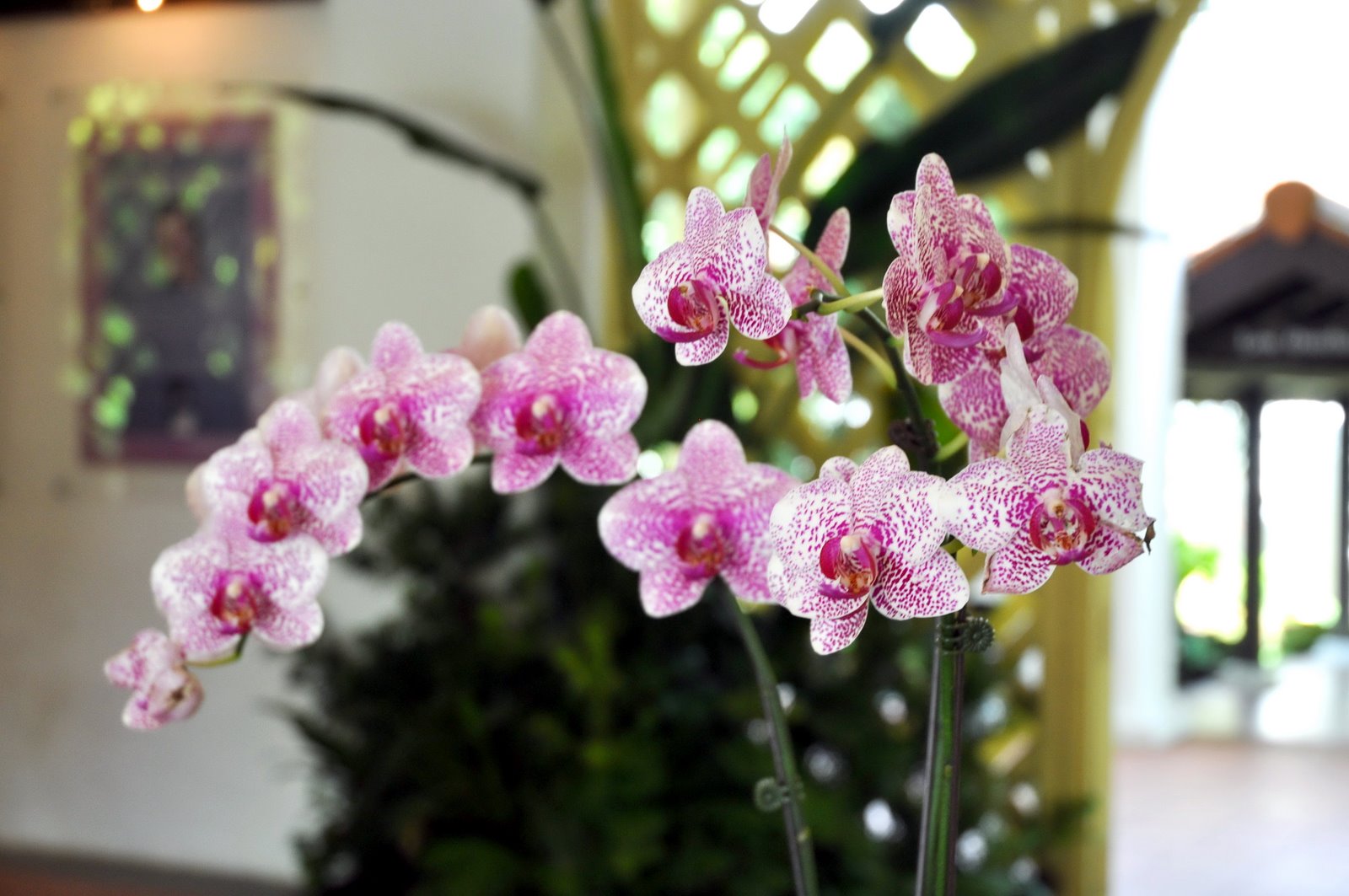 [Orchids,+Botanical+Garden+(1+of+15).jpg]