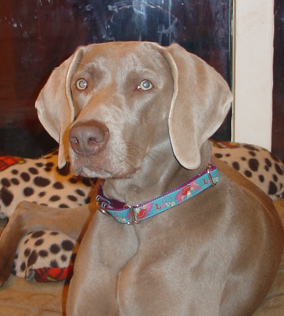 Grayhart Weimaraners A New Year deserves New Mod Dog Collars!