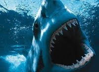 Shark Night