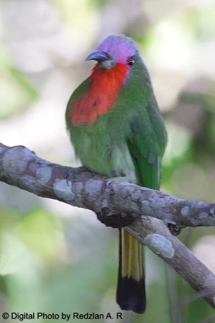 Red-bearded Bee-eater (Nyctyornis amictus)