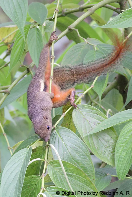 Mountain Red-bellied Squirrel