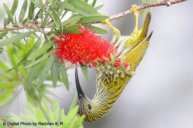 Streaked Spiderhunter 