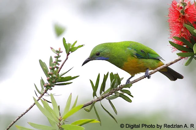 Leaf Bird - Burung Daun Perut Oren