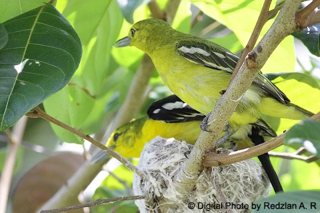 Common Iora Pair