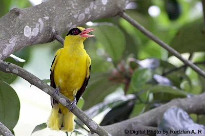 Mother Oriole crying over her lost chicks
