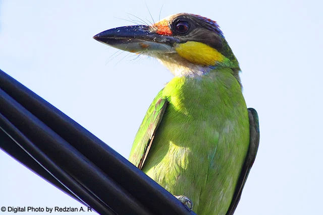 Gold-whiskered Barbet looking at Iora nest