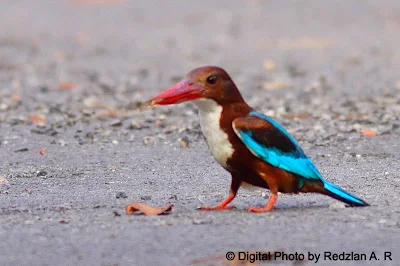 White-throated KingFisher