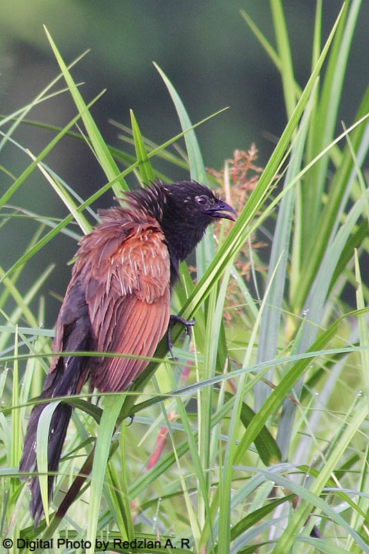 Birds And Nature Photography Raub But But Sound