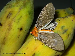 Moth on Banana