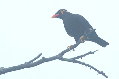 Hill Myna (Gracula religiosa) at My backyard in Raub Malaysia