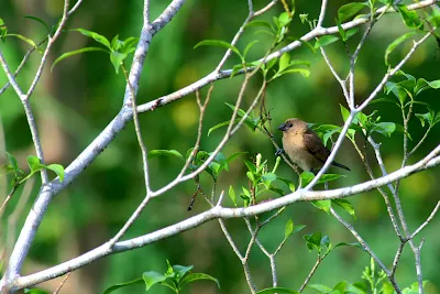 Juvenile Scaly-breasted Munia perched at Bunga Melur tree