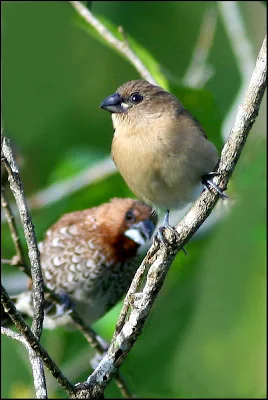 Juvenile Scaly-breasted Munia with adult