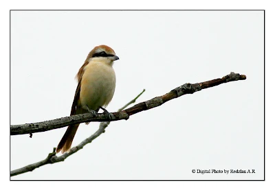 Brown Shrike (Lanius cristatus)Tirjup Coklat