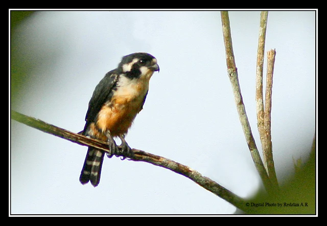 Black-thighed Falconet by Dr.Redzlan AR