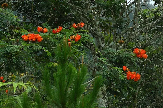 African Tulip Tree (Spathodea campanulata)