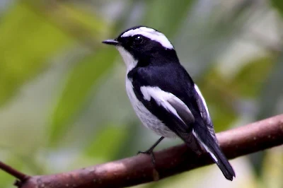 Little Pied Flycatcher (Ficedula westermanni)