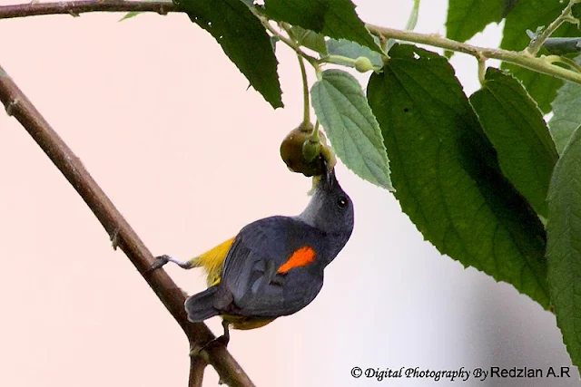 Orange-bellied Flowerpecker