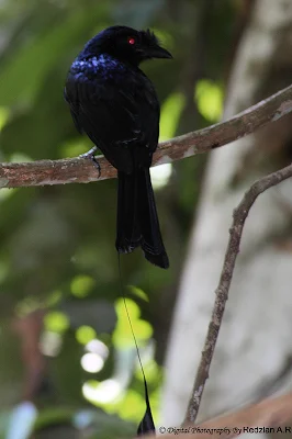 Greater Racquet-tailed Drongo