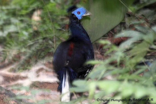 Crested Fireback Ayam Pegar