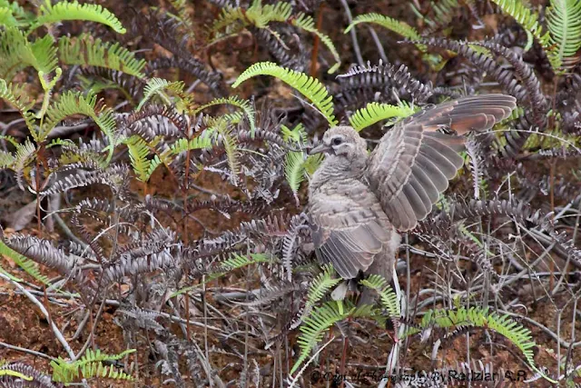 Fledgling Zebra Dove - Merbuk