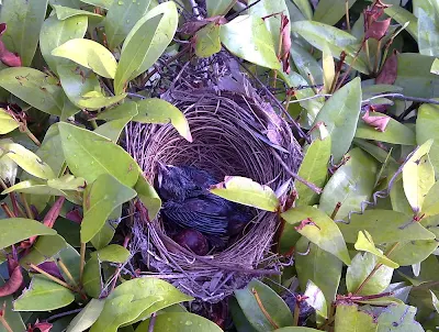 Anak Merbah Yellow-vented Bulbul chick