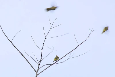 Bulbul flew away