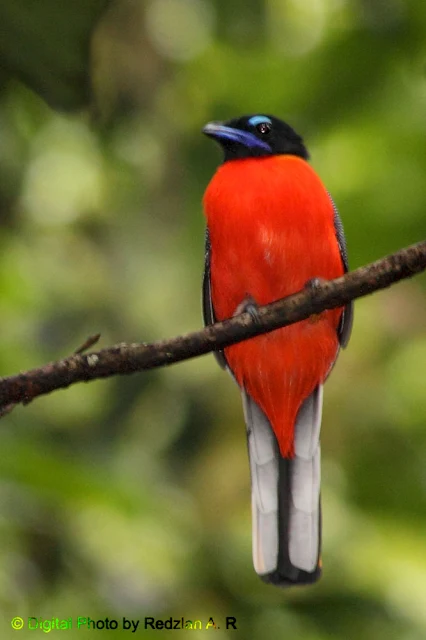 Scarlet-rumped Trogon Male