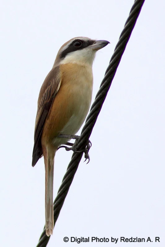 Brown Shrike