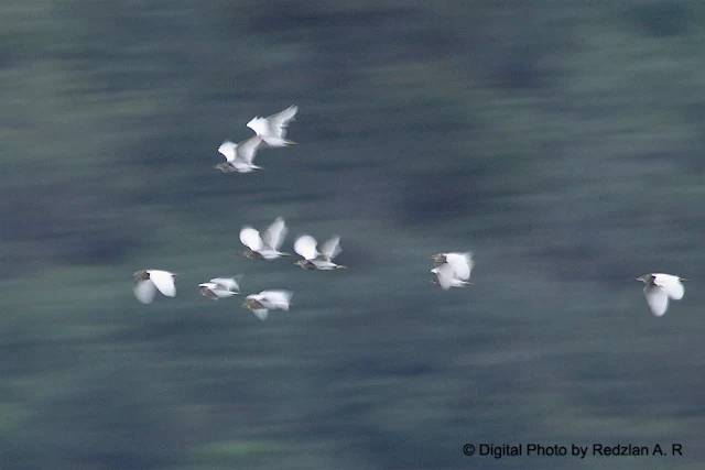 Pond Hereon in flight