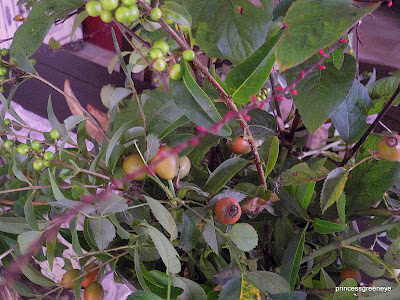 princessgreeneye: TV aus dem Schrank......