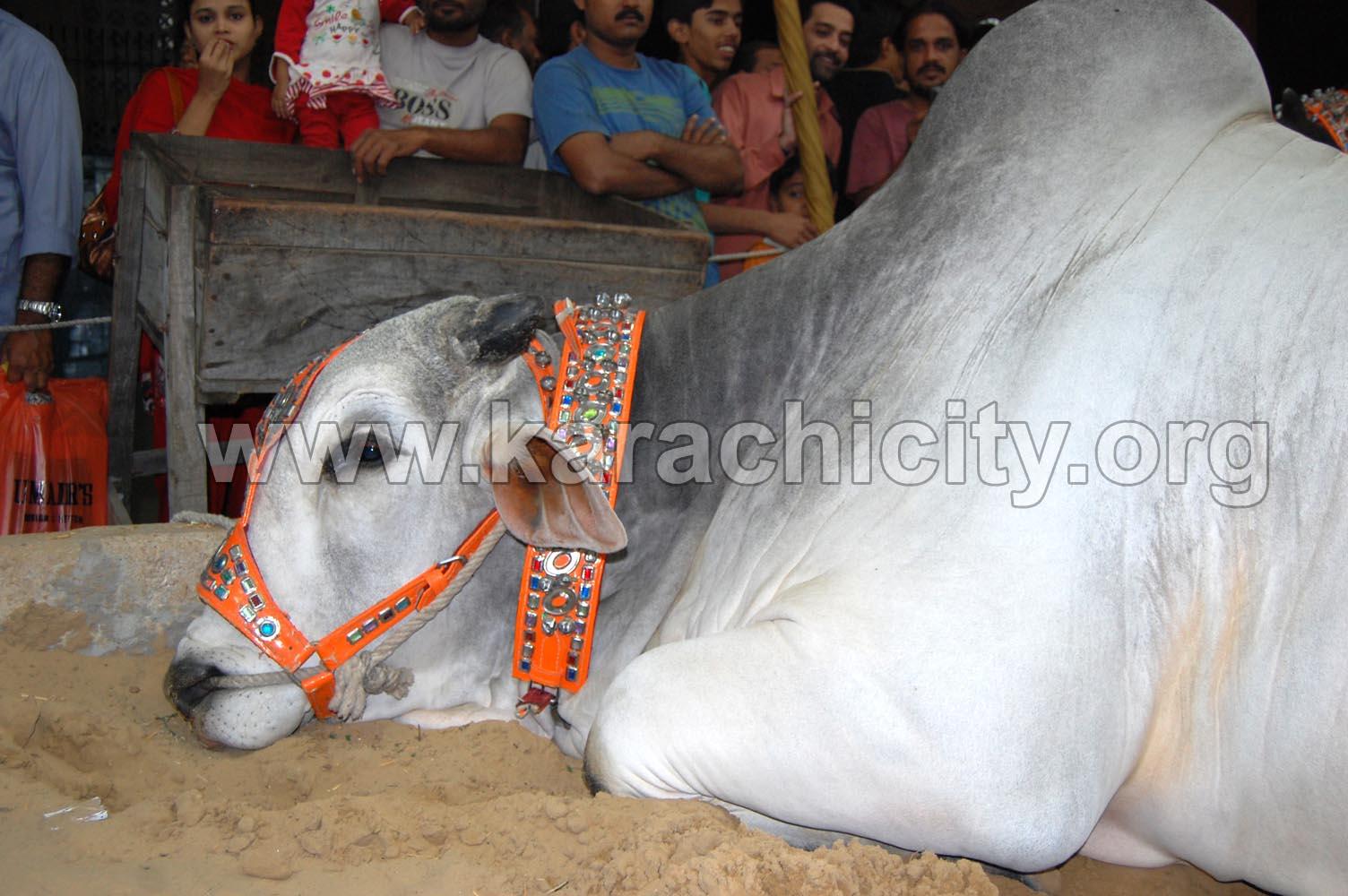 Karachi Cow