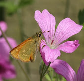 Large Skipper Butterfly